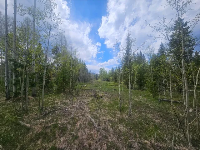 a view of a lush green forest with large trees