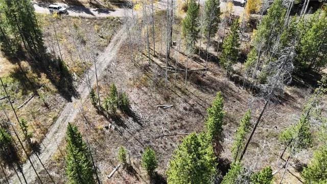 a view of a forest with large trees