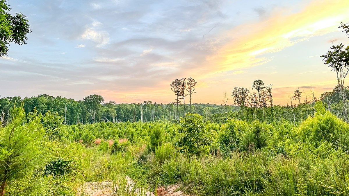 0 Sipes Way Bolivar, TN 38008 - Photo 3 of 15