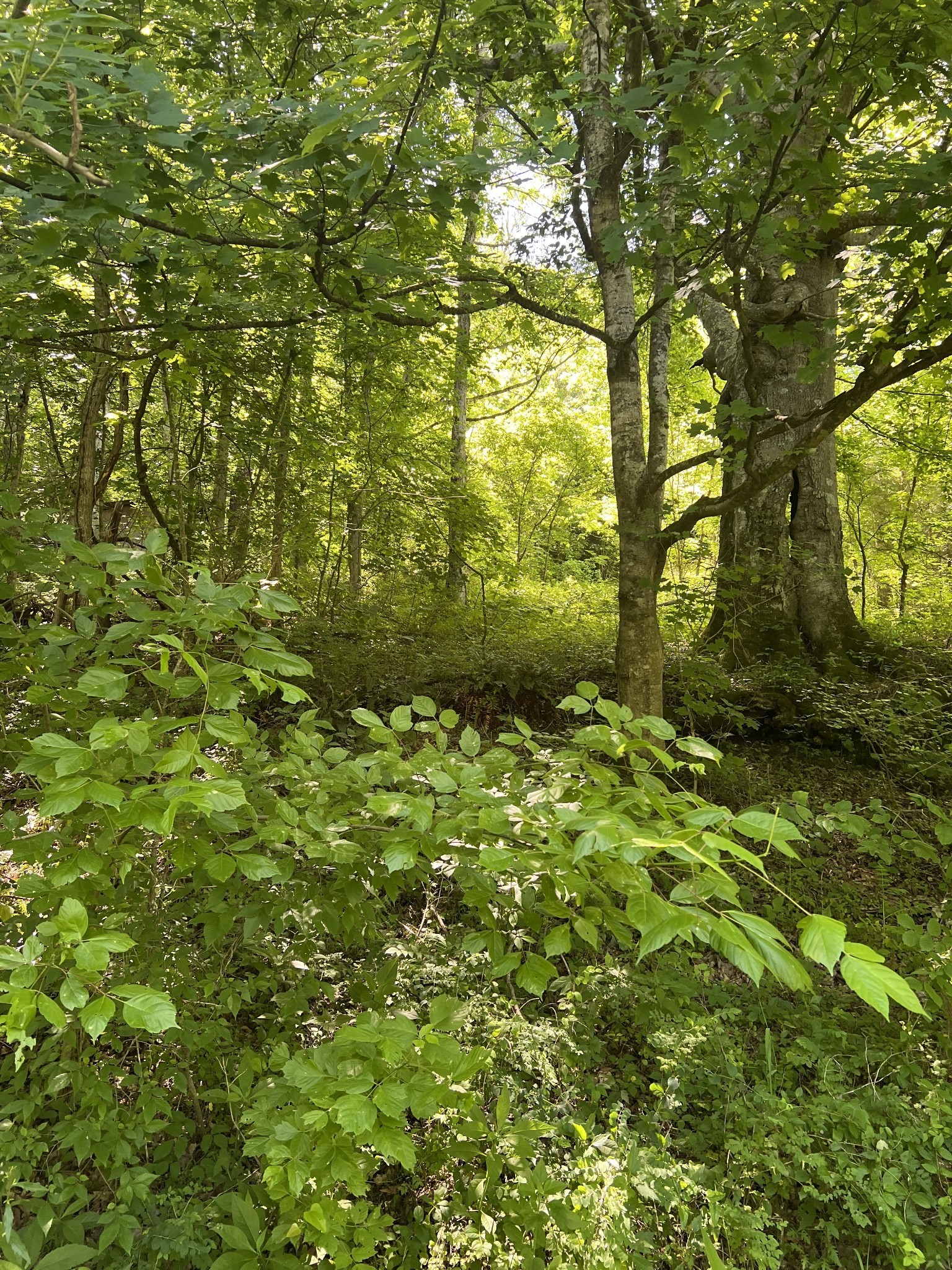 0 Peytons Creek Road Pleasant Shade, TN 37145 - Photo 3 of 5 a view of a garden