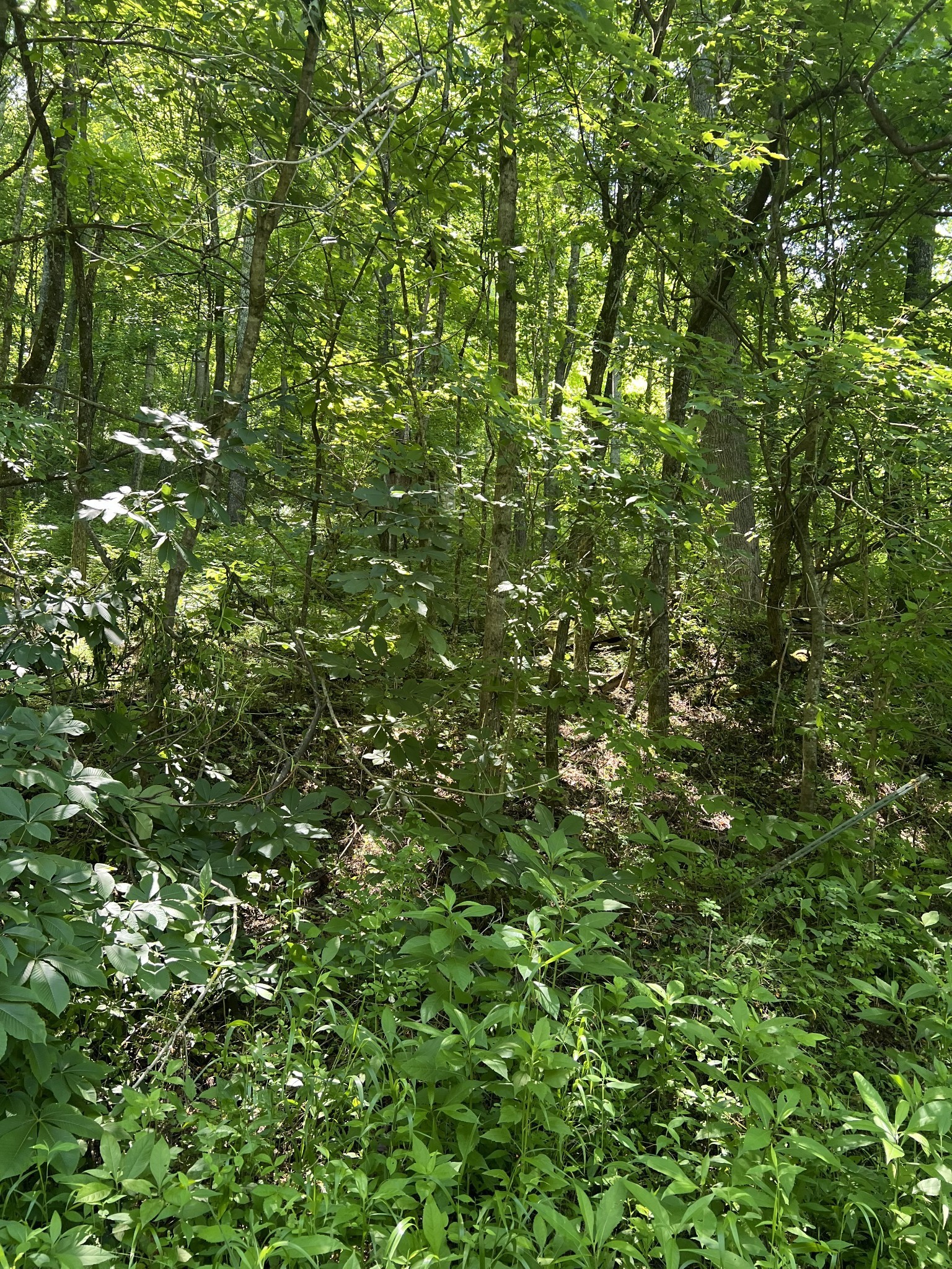 0 Peytons Creek Road Pleasant Shade, TN 37145 - Photo 5 of 5 a view of a lush green forest