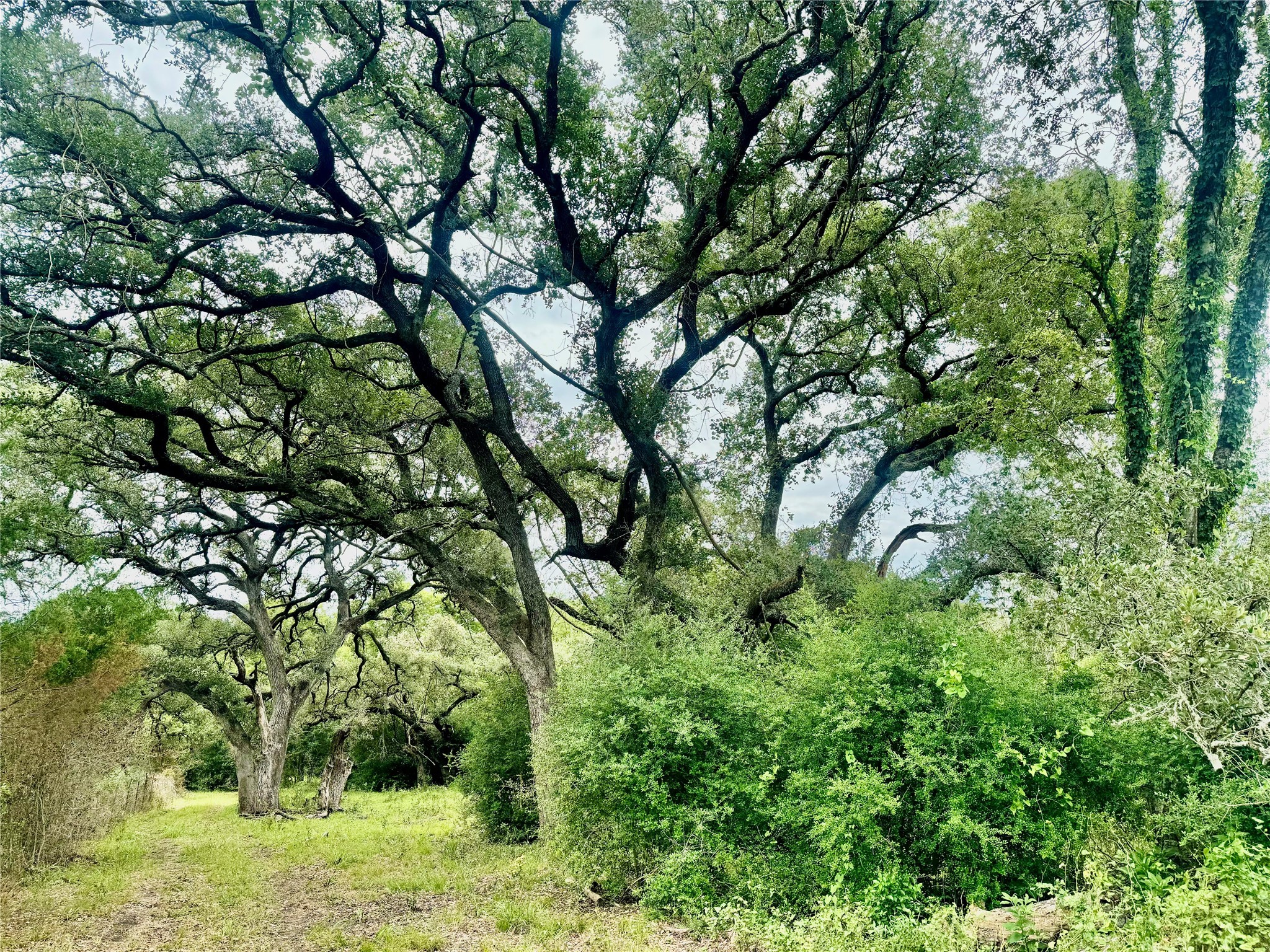312 County Road 312 Yoakum, TX 77995 - Photo 13 of 28 a backyard of a house with trees and outdoor space