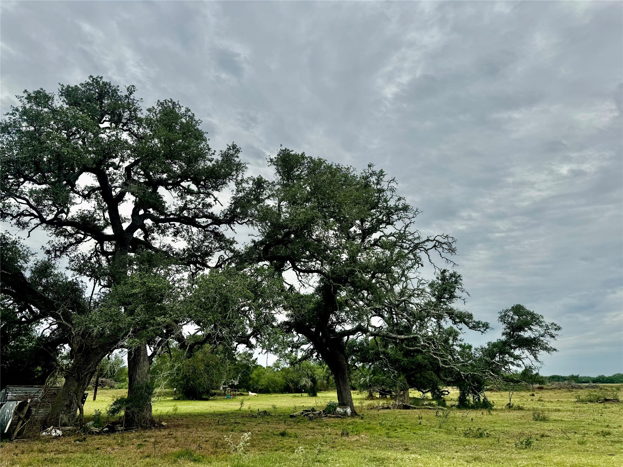 312 County Road 312 Yoakum, TX 77995 - Photo 7 of 28 a view of a large trees with lots of trees