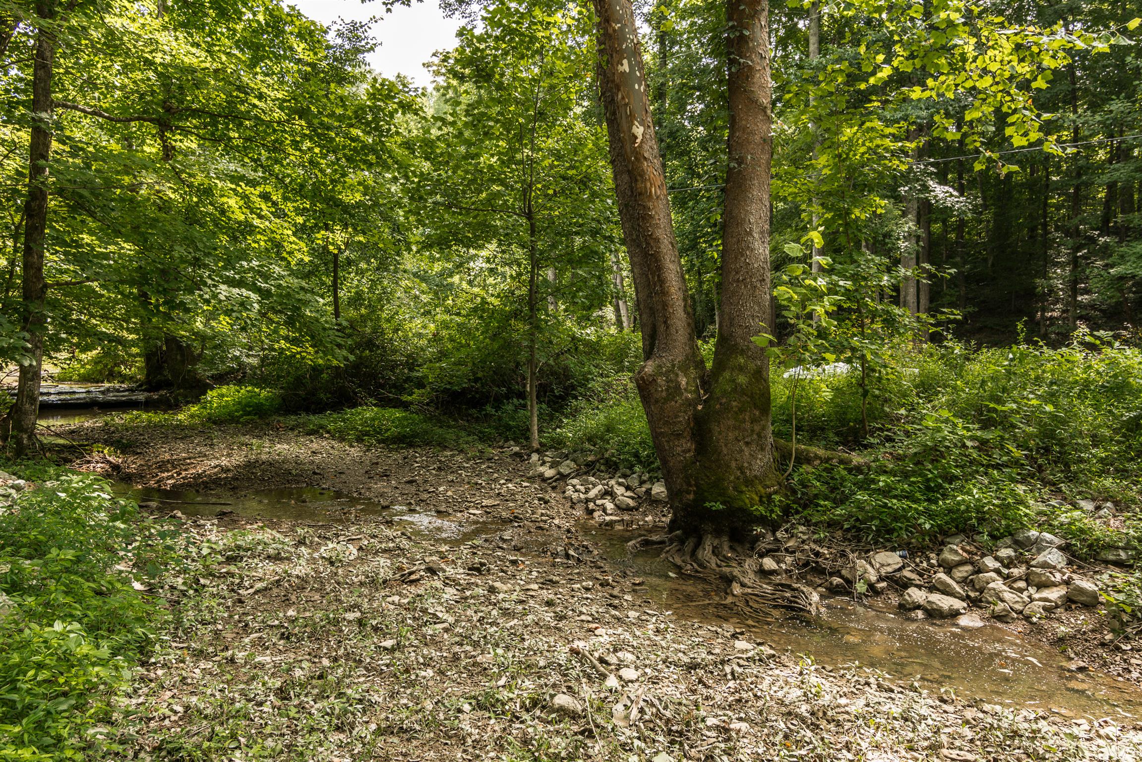 1279 Rogues Fork Road Bethpage, TN 37022 - Photo 10 of 30 a view of a forest with trees in the background
