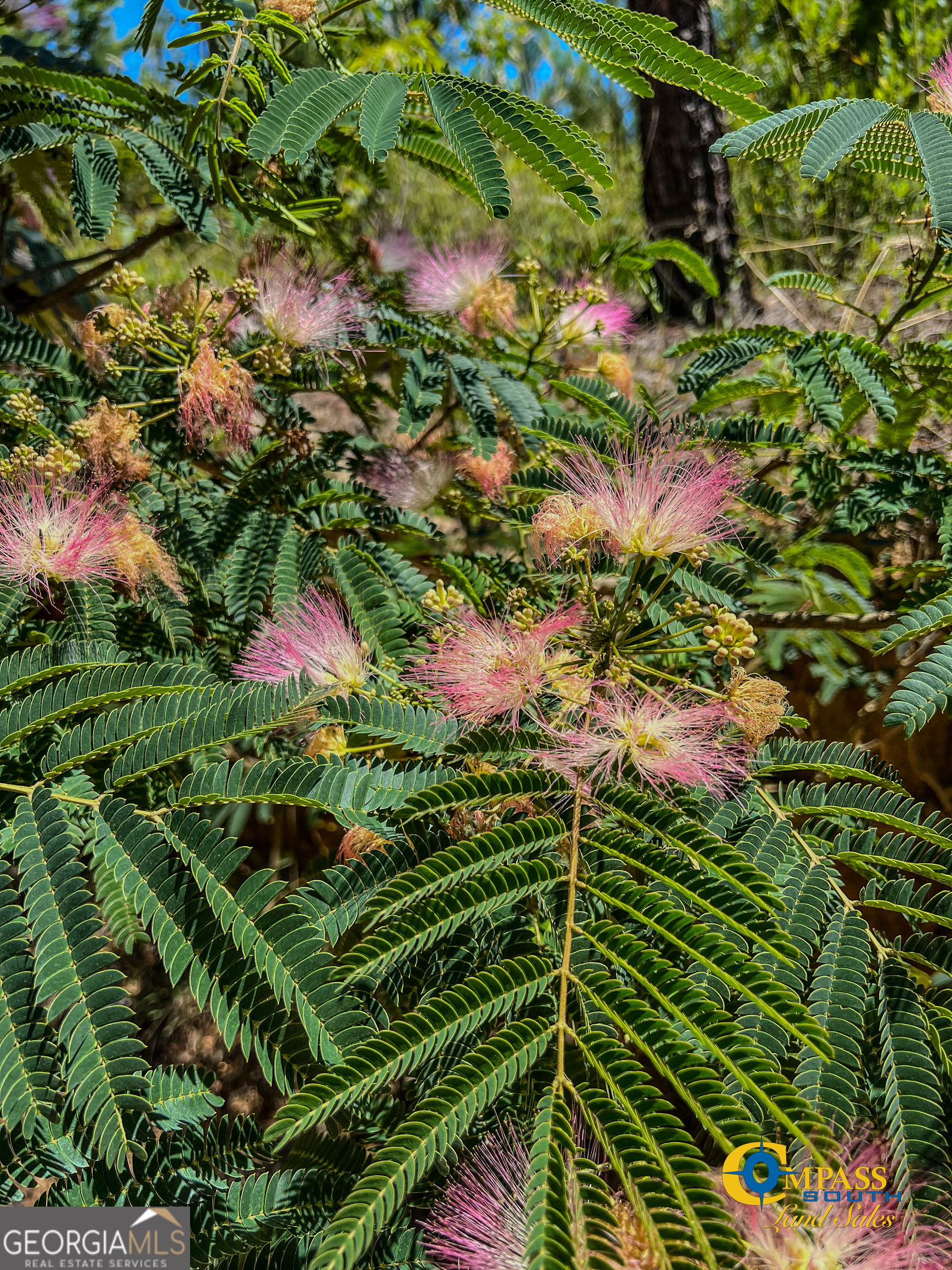 0 Allmon Road Butler, GA 31006 - Photo 8 of 8