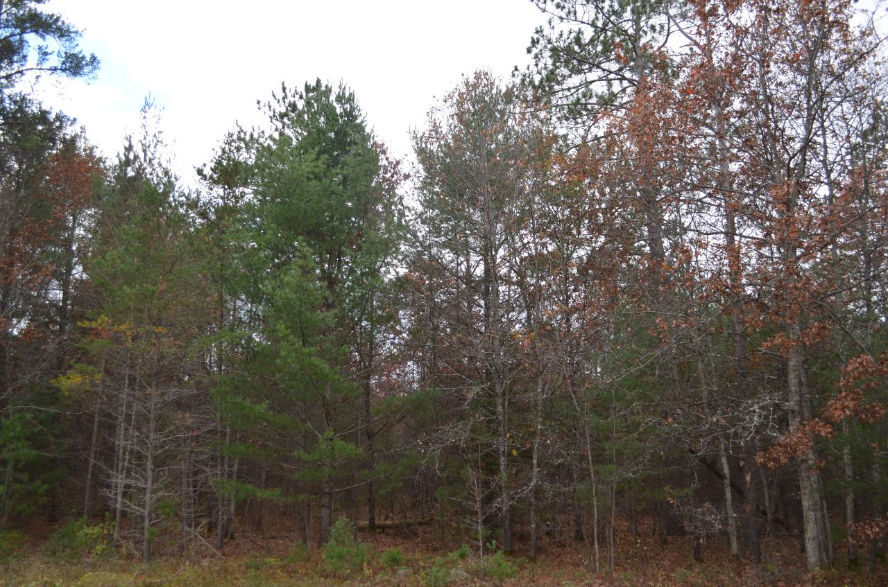 8 Ralph Lane Tomahawk, WI 54487 - Photo 2 of 7 Gallery Image 2