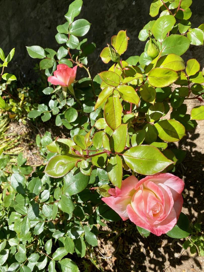 162 Amesti Road Watsonville, CA 95076 - Photo 21 of 63 Gallery Image 21