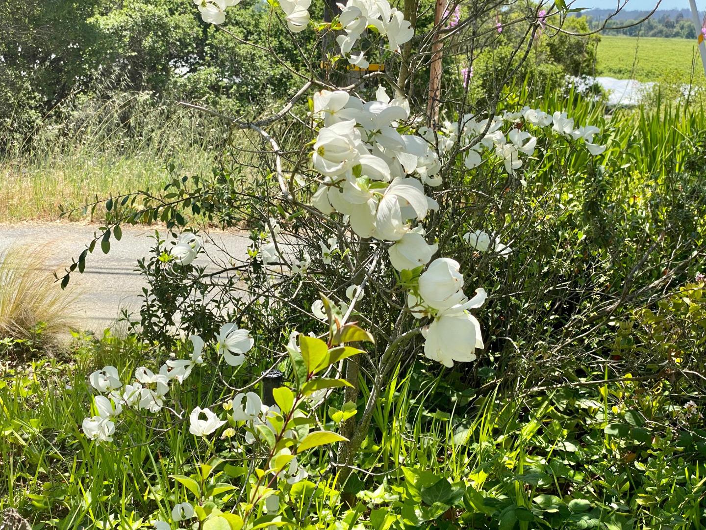 162 Amesti Road Watsonville, CA 95076 - Photo 27 of 63 Gallery Image 27