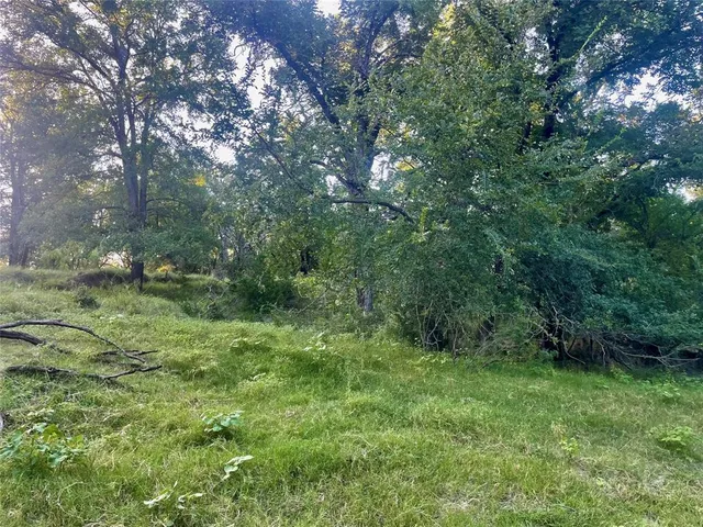 a view of a lush green forest