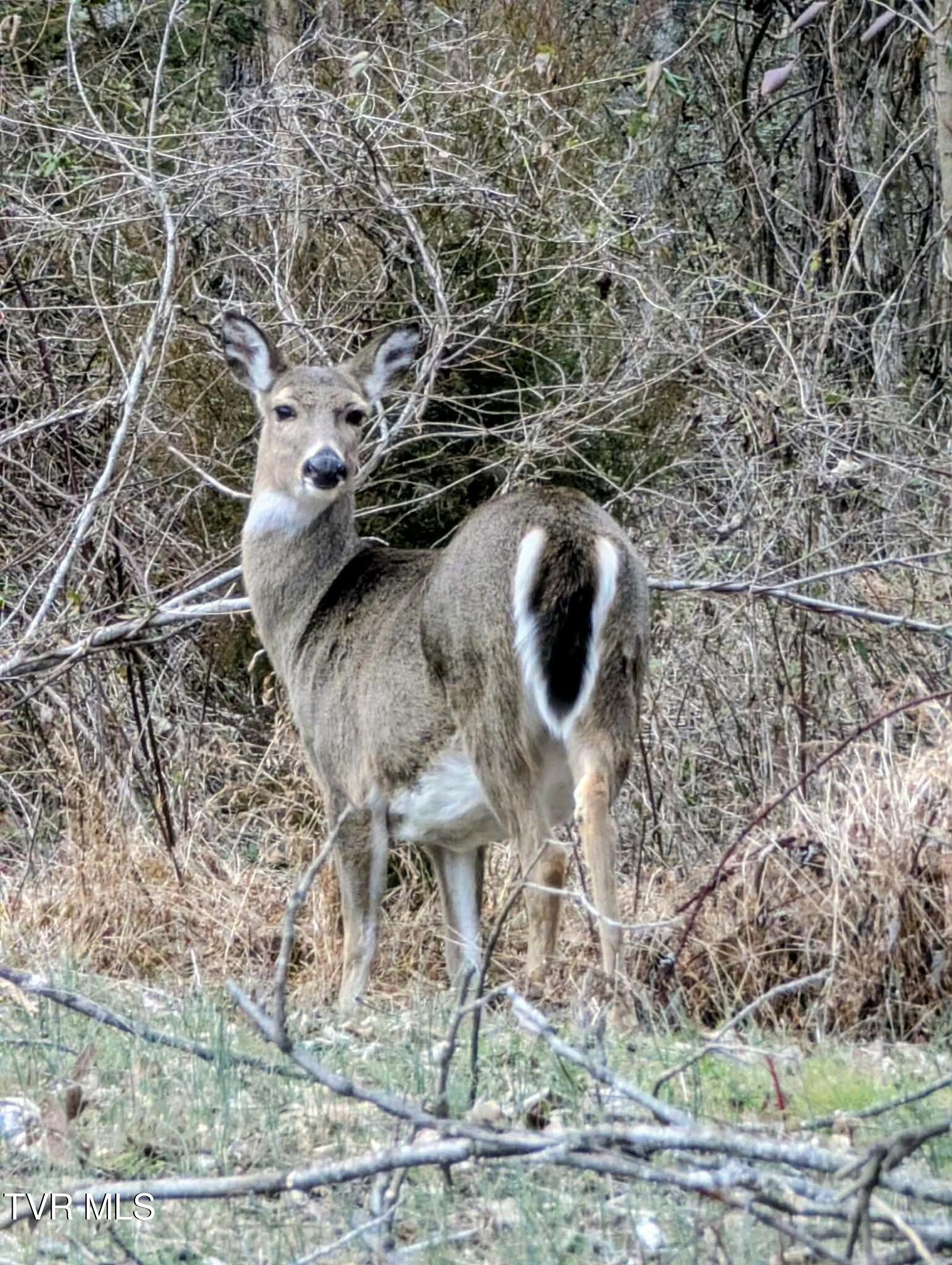820 Doak Hensley Road Afton, TN 37616 - Photo 10 of 44 d108ed64-049b-4019-8123-d0ddb3ec787e