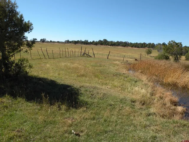 a view of a forest with a tree