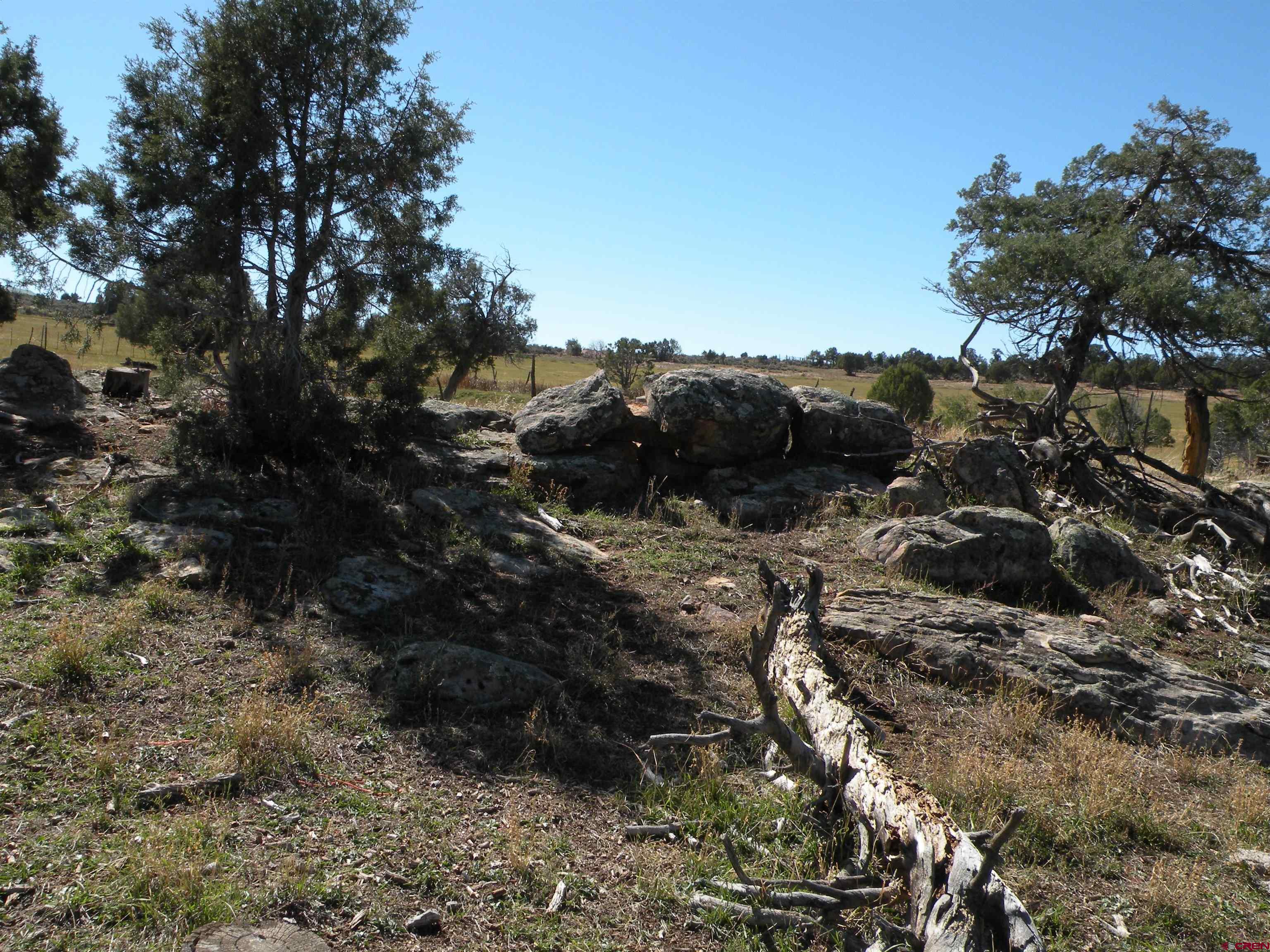35001 4000 Road Redvale, CO 81431 - Photo 20 of 31 a view of a forest with a tree