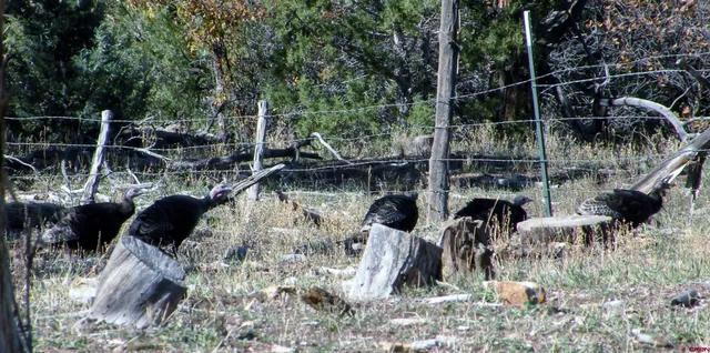 a view of a dry yard with mountains in the background
