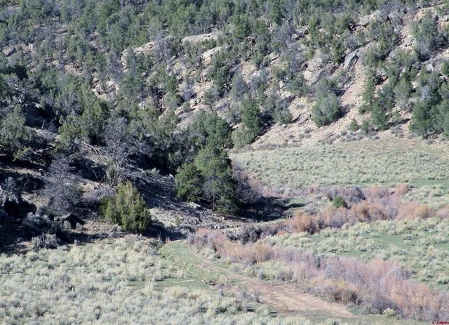 a view of a field with trees in the background