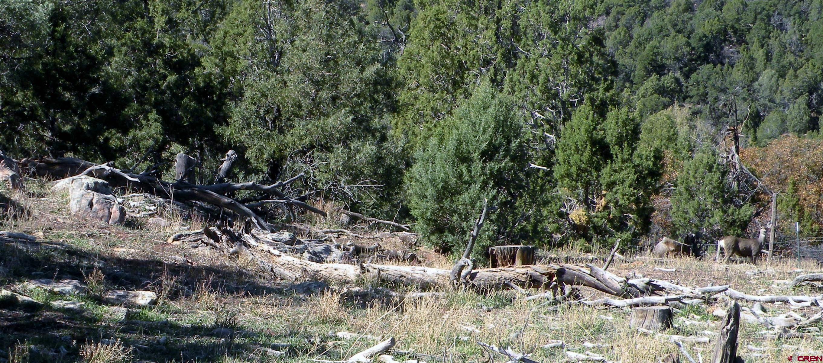 35001 4000 Road Redvale, CO 81431 - Photo 29 of 31 a view of outdoor space and yard