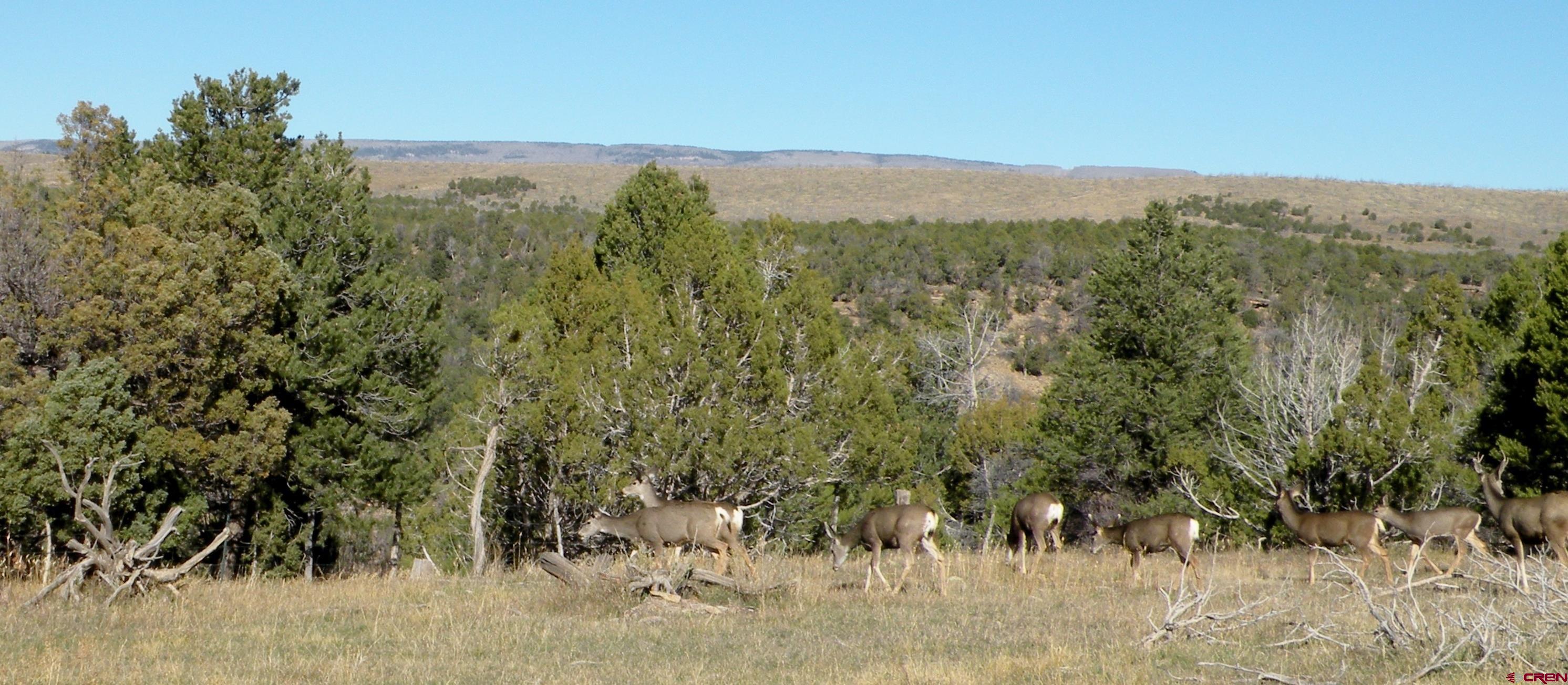 35001 4000 Road Redvale, CO 81431 - Photo 30 of 31 a view of a city with lush green forest