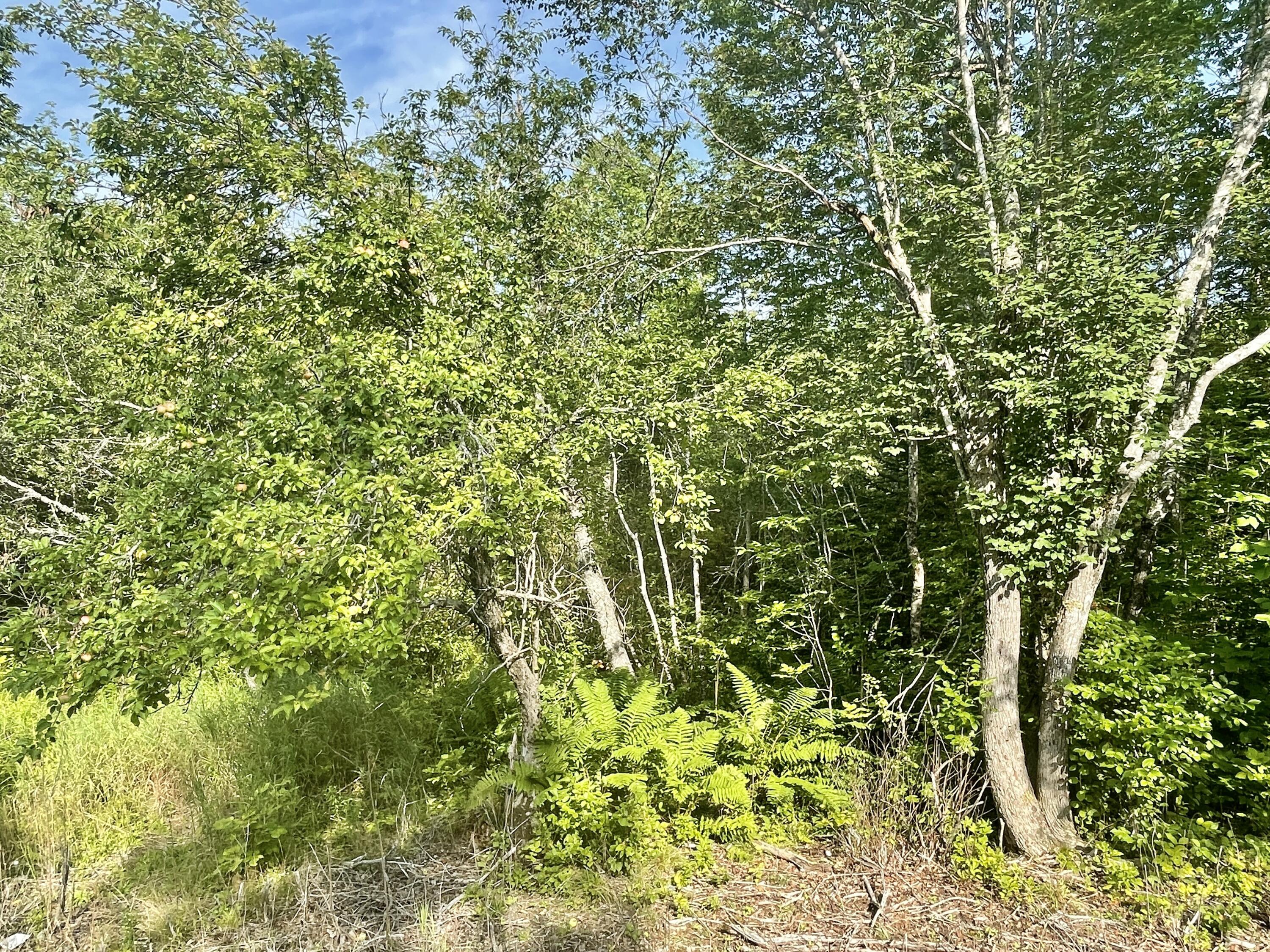 0 Ridge Road Robbinston, ME 04671 - Photo 34 of 35 IMG_7723