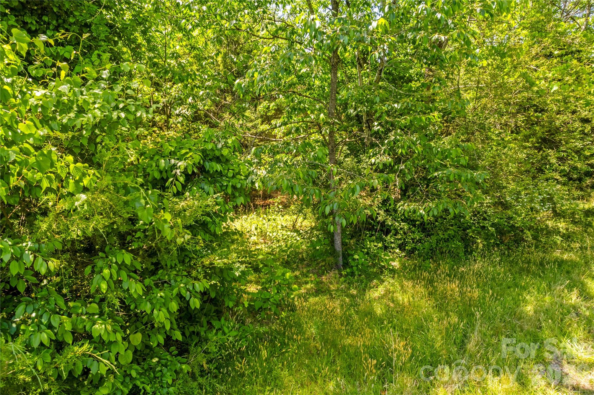 190 Sheffield Road Harmony, NC 28634 - Photo 5 of 13 a view of a lush green space
