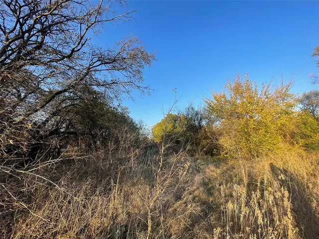 a view of a tree in a yard with a tree