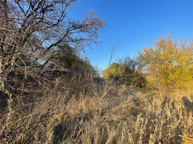 a view of a tree in a yard with a tree