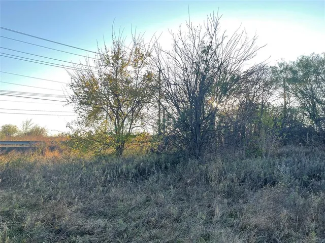 a view of a forest with a tree