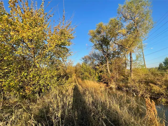 a view of a tree in a yard
