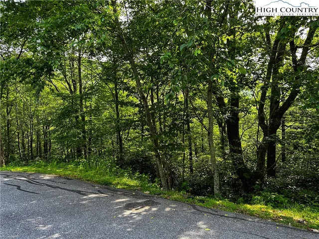 a view of a garden with plants and large trees