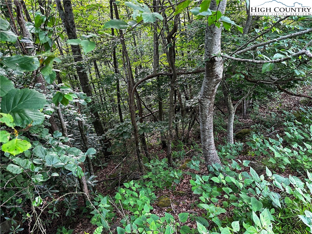 Algonquin Drive Boone, NC 28607 - Photo 8 of 10 a backyard of a house with lots of trees