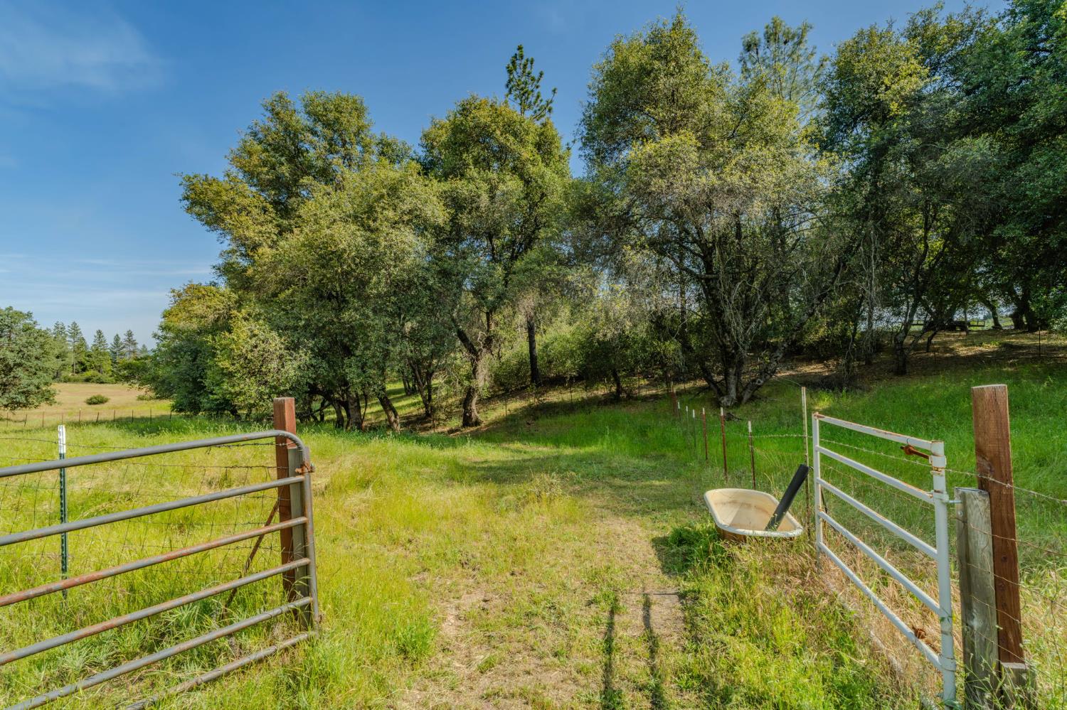 6216 Trout Lane Mountain Ranch, CA 95246 - Photo 29 of 39 a view of a park with large trees