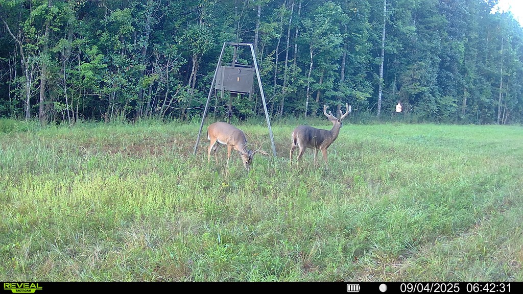 2500 Dean Church Road Ozark, AL 36360 - Photo 12 of 16