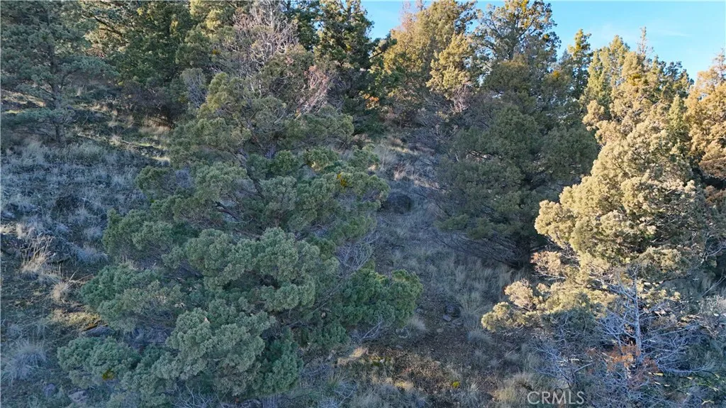 44 Dwinell Weed, CA 96094 - Photo 5 of 10 a picture of trees