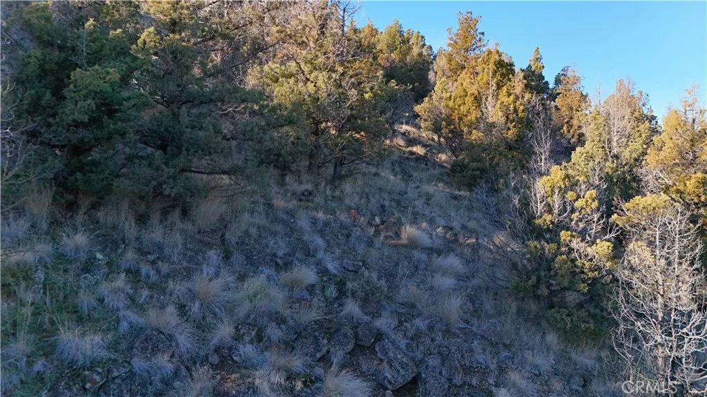 44 Dwinell Weed, CA 96094 - Photo 7 of 10 a view of a forest with trees in the background