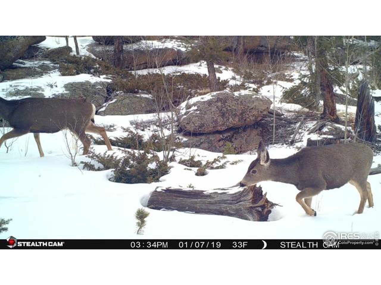 975 Crow Road Red Feather Lakes, CO 80545 - Photo 28 of 38 Gallery Image 28
