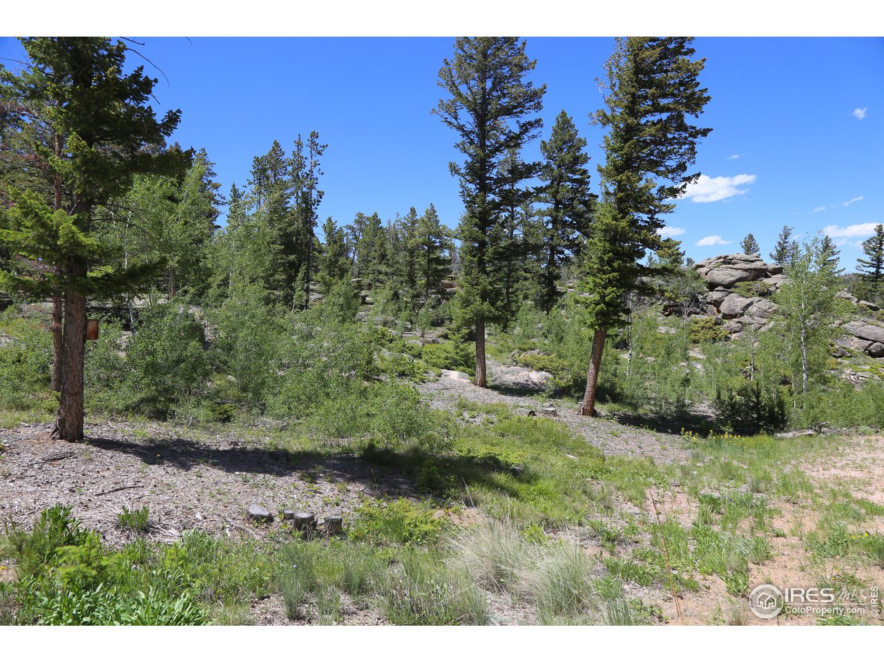 975 Crow Road Red Feather Lakes, CO 80545 - Photo 4 of 38 Gallery Image 4