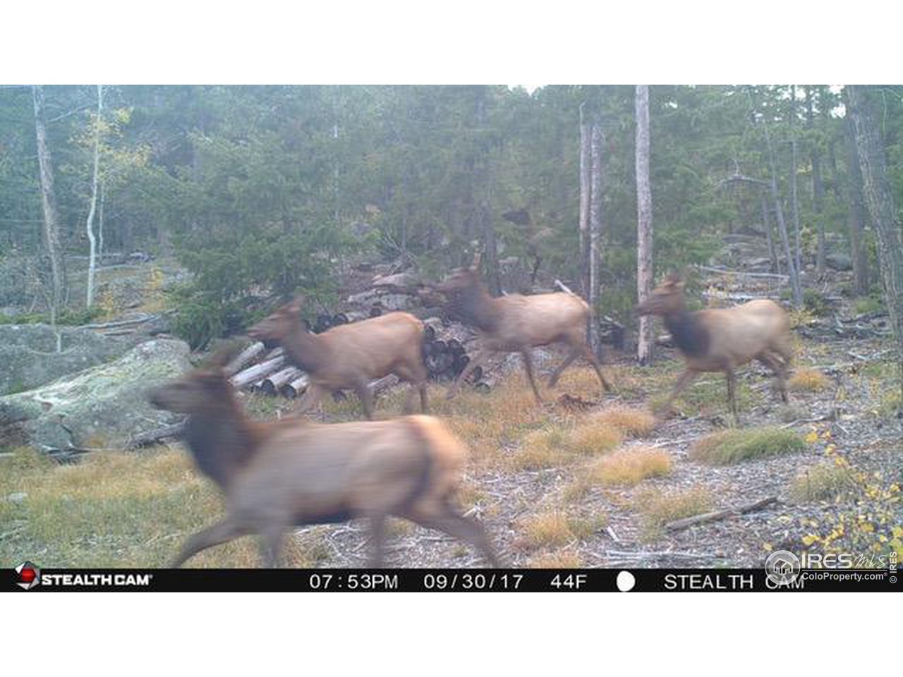 975 Crow Road Red Feather Lakes, CO 80545 - Photo 7 of 38 Gallery Image 7