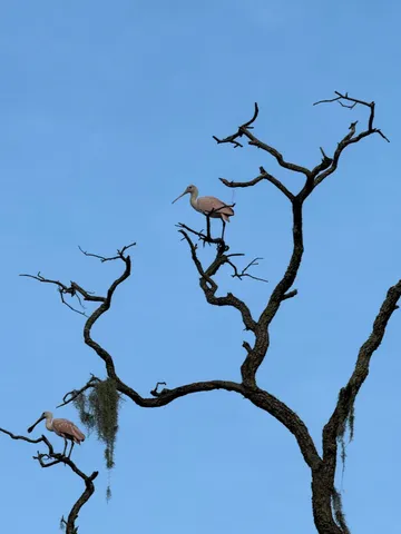 $365,000 | 223 Sea Cloud Circle, Edisto Island, SC 29438