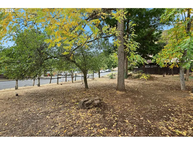a view of a tree in the middle of a yard