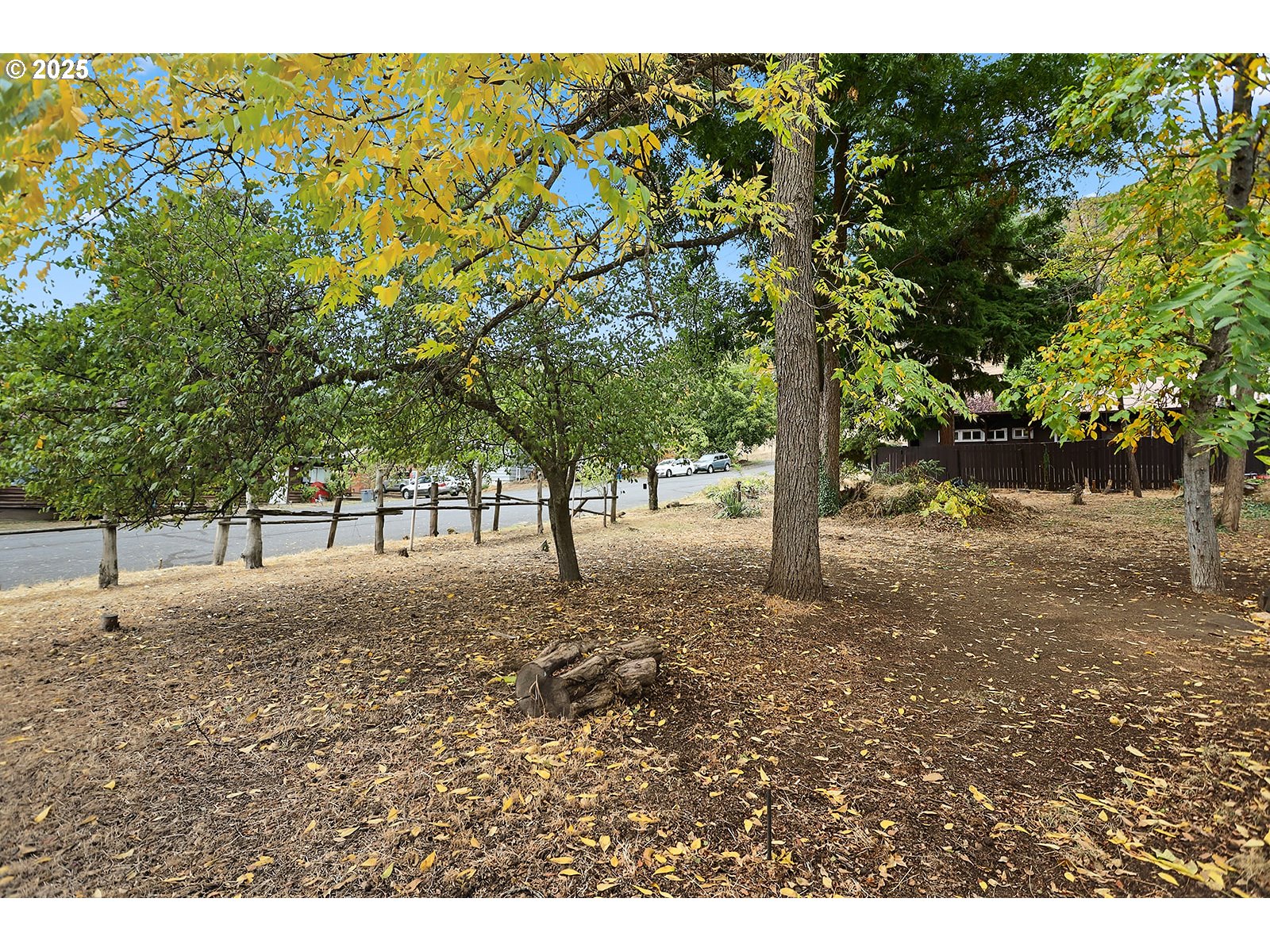 a view of a tree in the middle of a yard