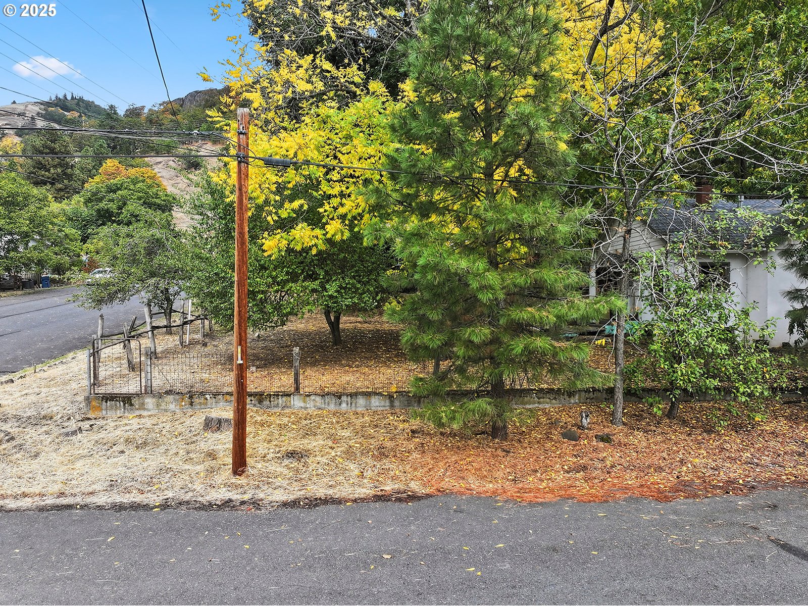East Franklin Street Bingen, WA 98605 - Photo 7 of 11 a view of a yard with plants and trees