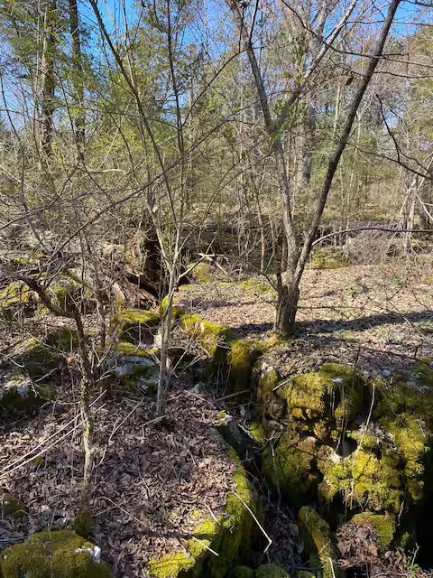 233 Porterfield Road Readyville, TN 37149 - Photo 30 of 32 a view of a yard with plants and trees