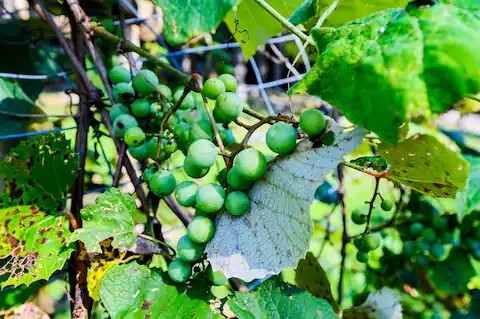 233 Porterfield Road Readyville, TN 37149 - Photo 31 of 32 a view of banana tree