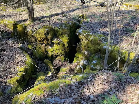 233 Porterfield Road Readyville, TN 37149 - Photo 32 of 32 a view of a garden with plants