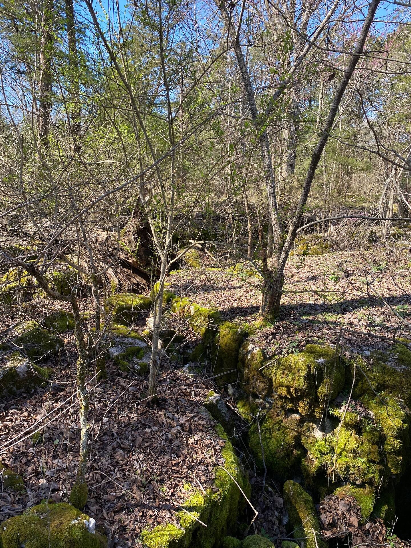 233 Porterfield Road Readyville, TN 37149 - Photo 10 of 32 a view of a yard with plants and trees