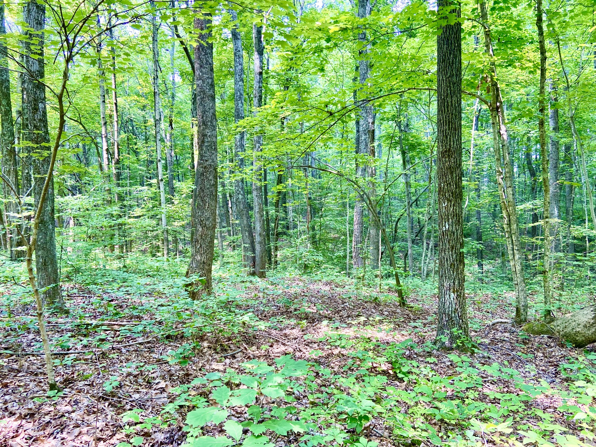 0 Pea Ridge Road Woodbury, TN 37190 - Photo 11 of 16 a big yard with lots of green space and trees