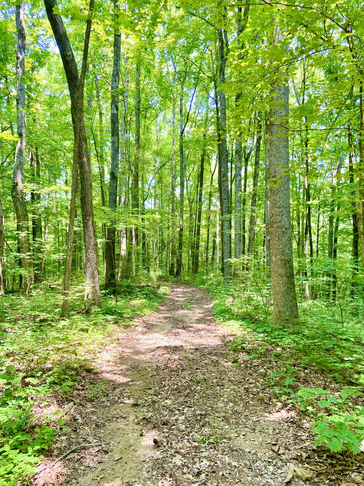 0 Pea Ridge Road Woodbury, TN 37190 - Photo 12 of 16 a view of a backyard with plants and large trees