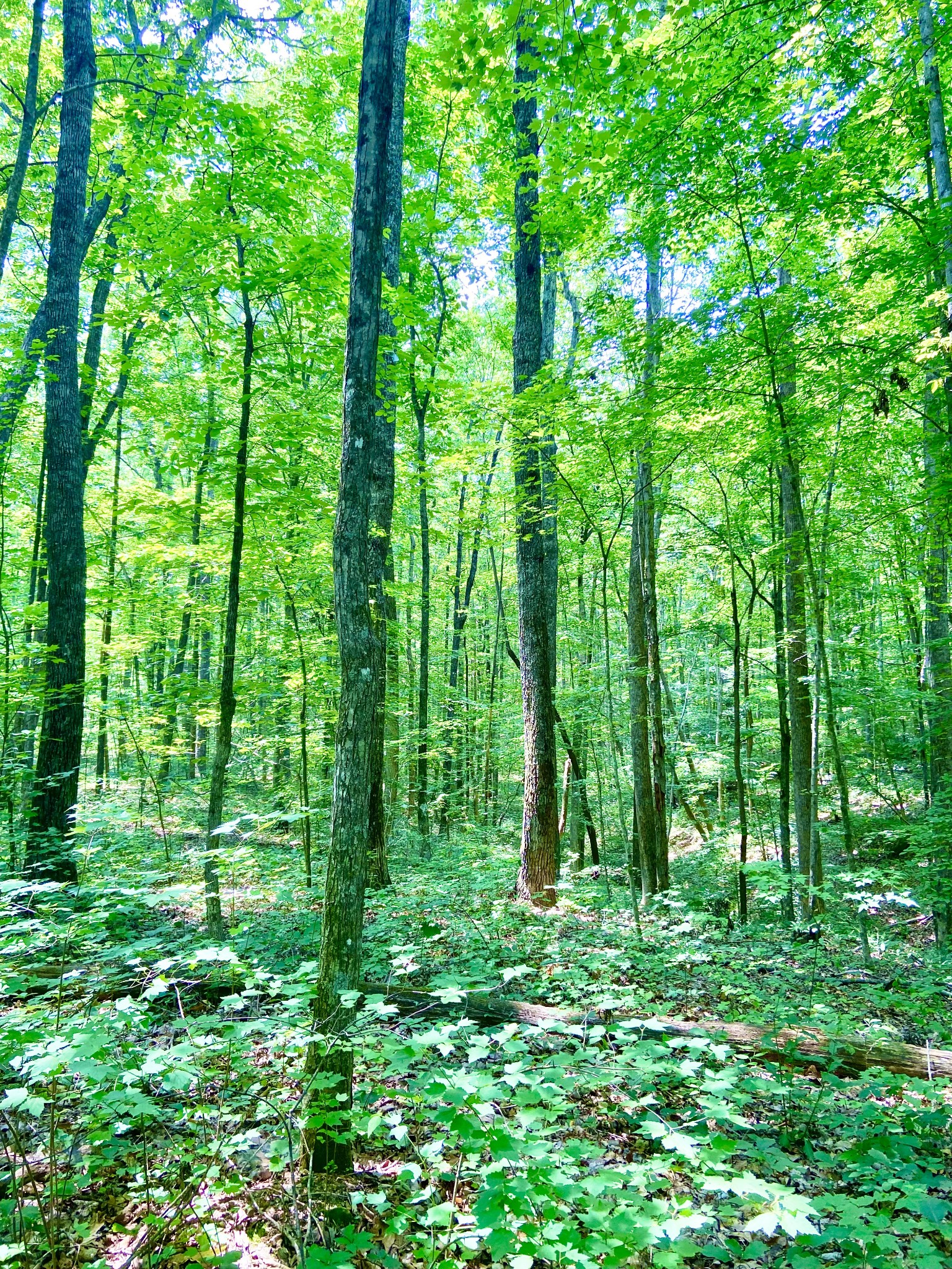 0 Pea Ridge Road Woodbury, TN 37190 - Photo 13 of 16 a view of yard