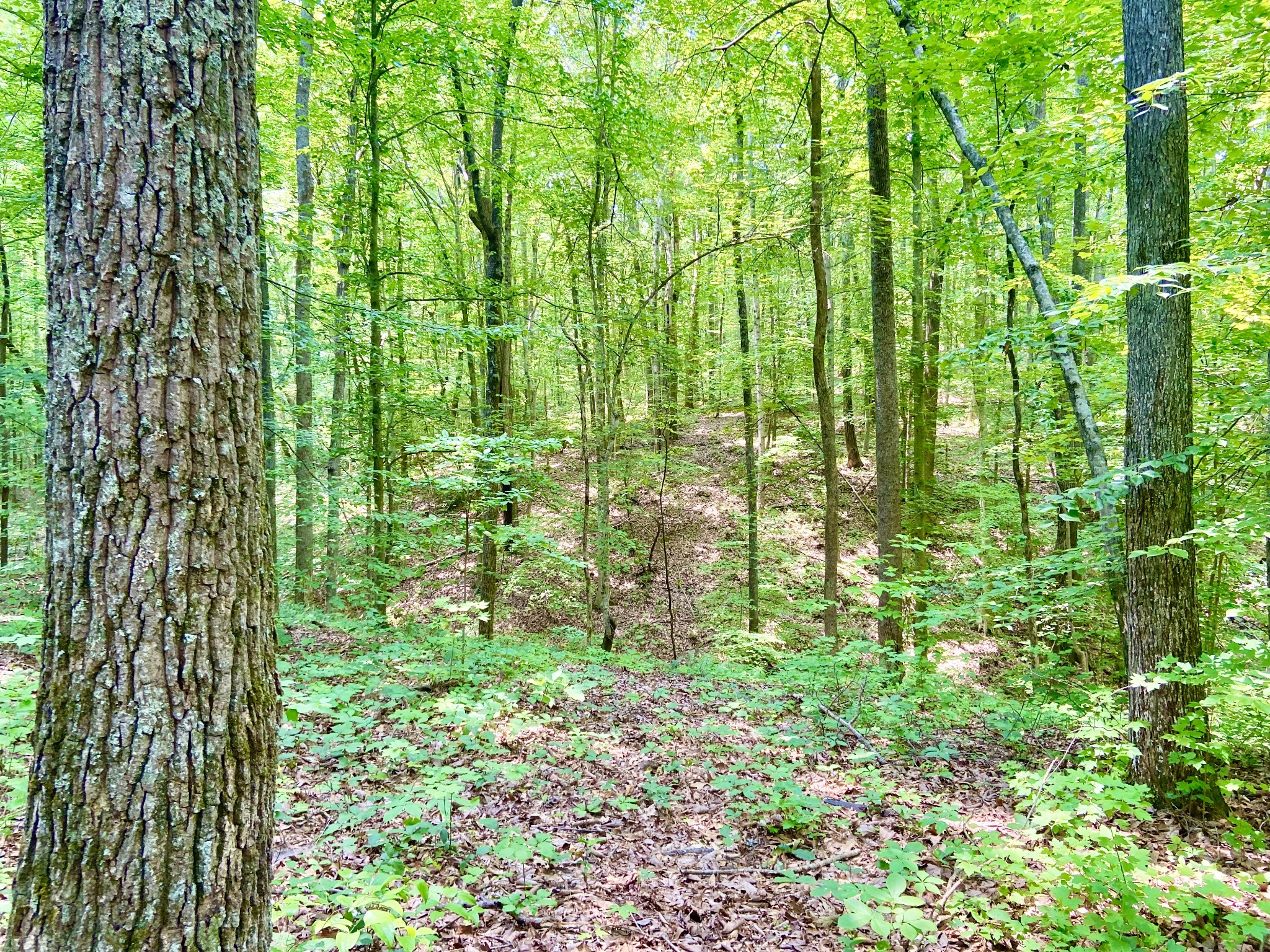 0 Pea Ridge Road Woodbury, TN 37190 - Photo 14 of 16 a view of a garden