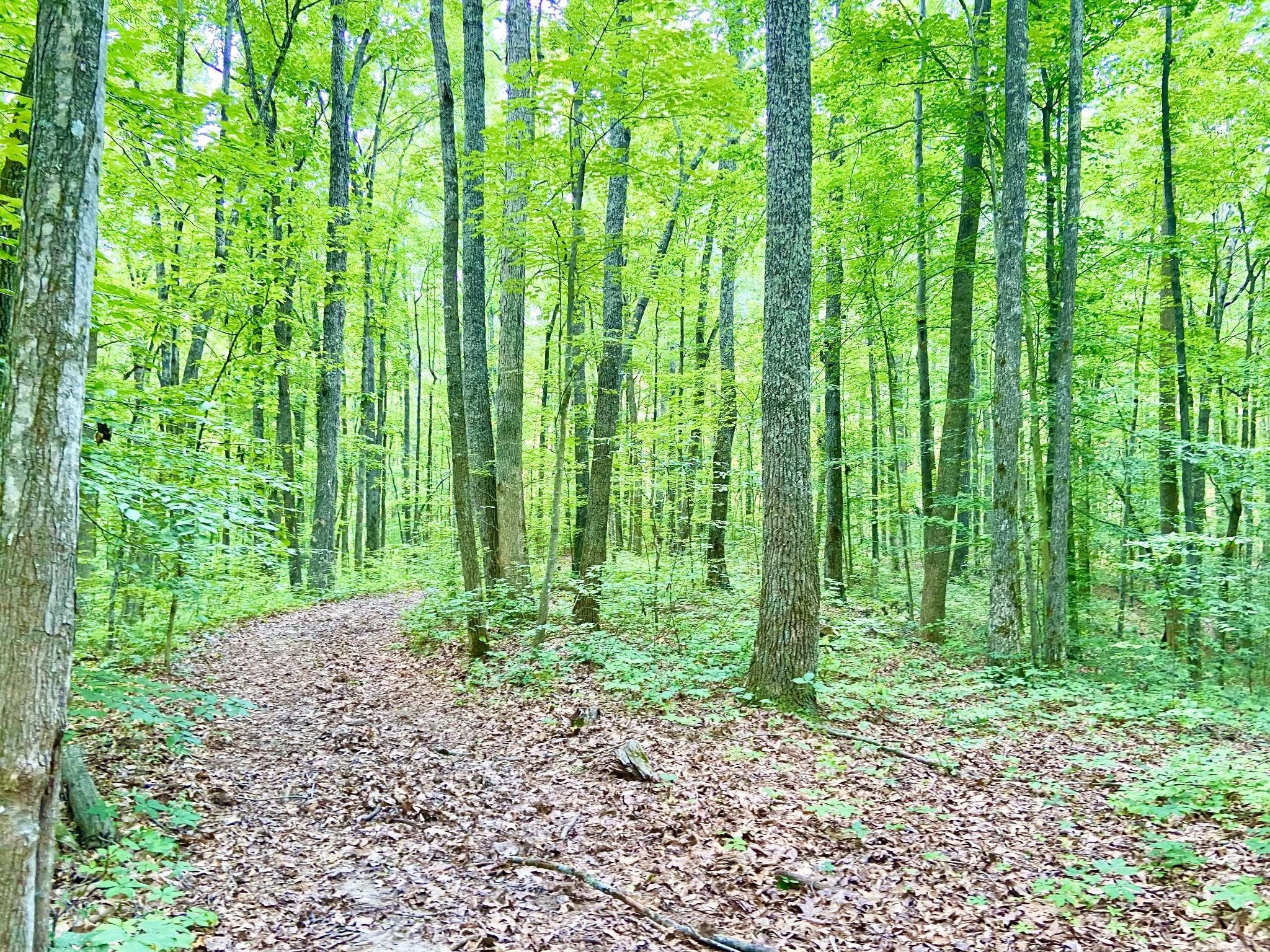 0 Pea Ridge Road Woodbury, TN 37190 - Photo 15 of 16 a view of a garden