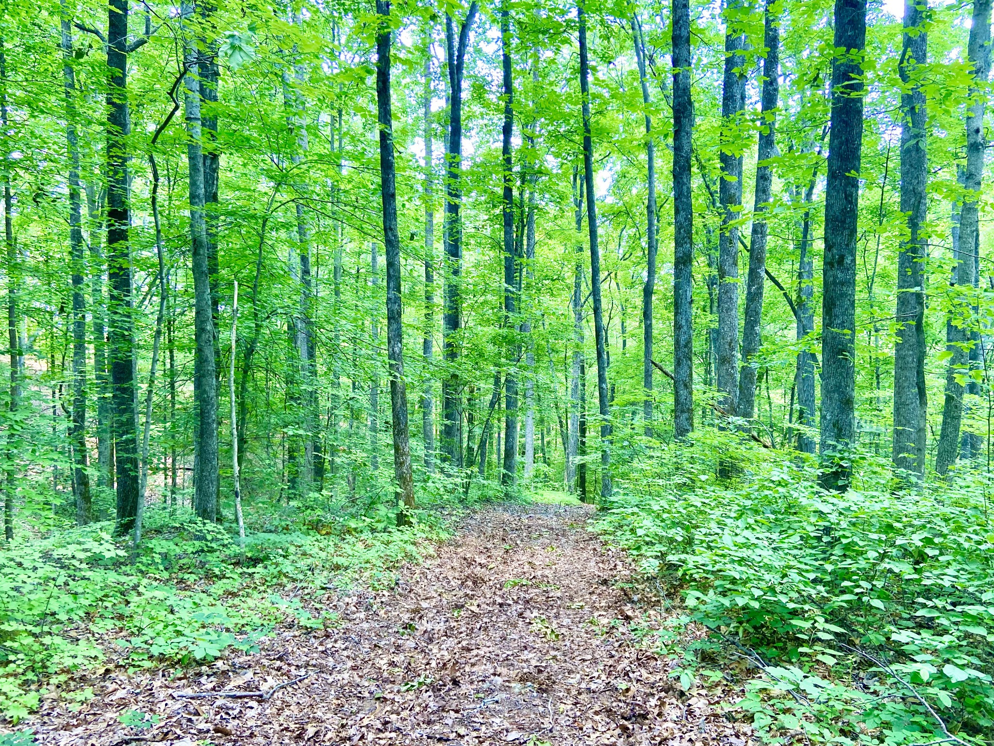 0 Pea Ridge Road Woodbury, TN 37190 - Photo 16 of 16 a view of yard with lush green forest