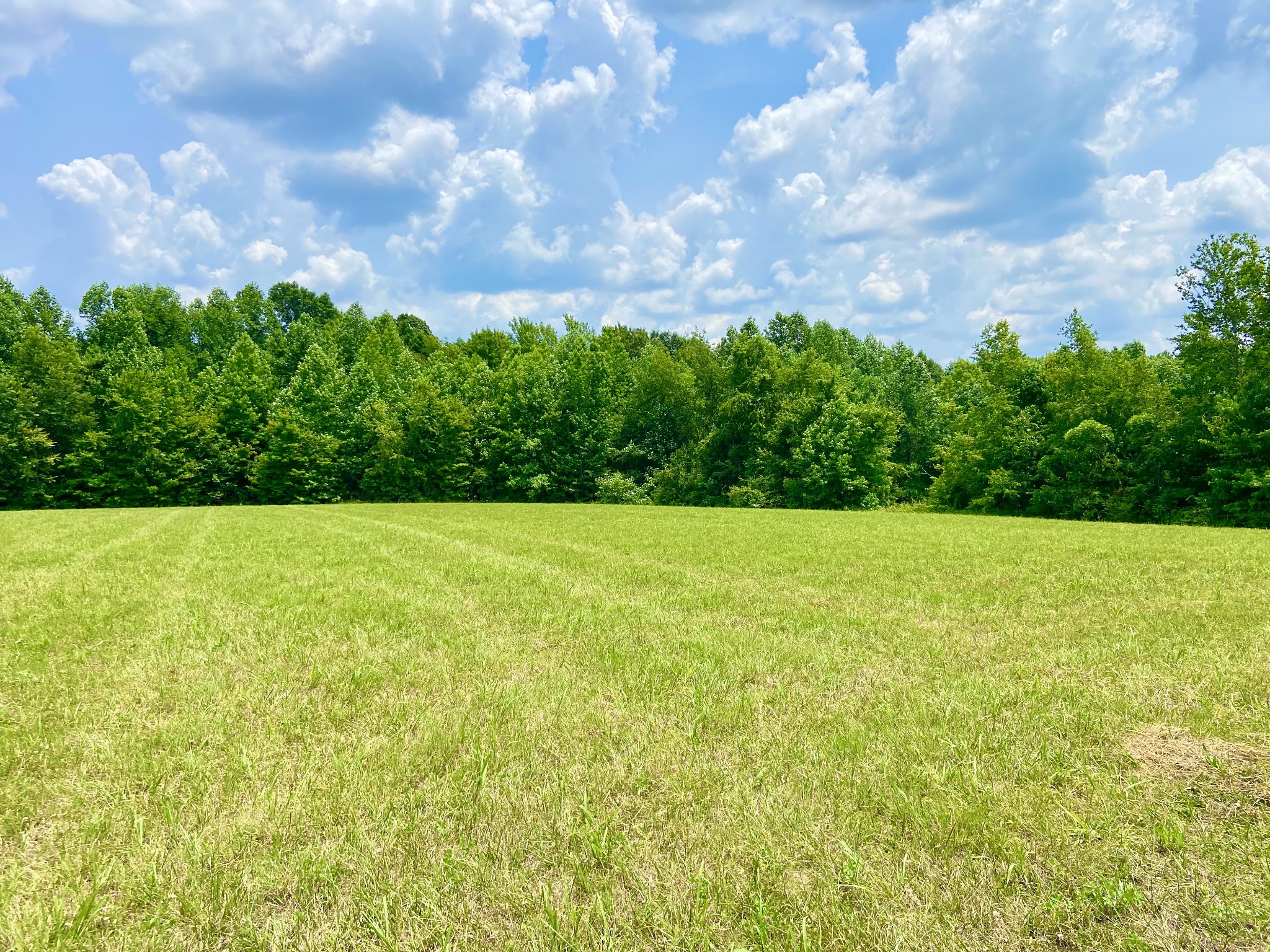 0 Pea Ridge Road Woodbury, TN 37190 - Photo 3 of 16 a view of a yard with a garden